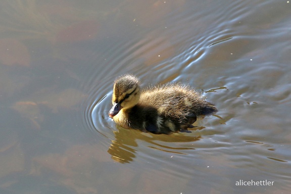 Stockente (Anas platyrhynchos)